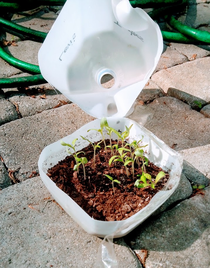 A homemade hothouse brings tomato seeds to life...and gives new purpose to a milk jug.
